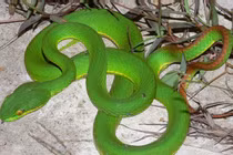 Kinh hãi những loài rắn cực độc đang được nuôi tại Việt Nam