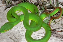 Kinh hãi những loài rắn cực độc đang được nuôi tại Việt Nam