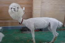 Những động vật trần trụi khiến người xem hết hồn