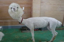 Những động vật trần trụi khiến người xem hết hồn