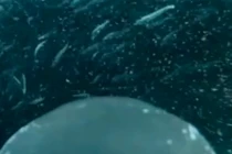 Kinh ngạc khoảnh khắc chim cánh cụt “lao như tên lửa” ăn cá mòi 