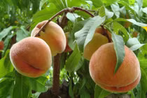 Những điều kỳ thú đầy bất ngờ về quả đào