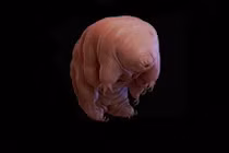 Sửng sốt loạt động vật lạ độc được phát hiện trong 2018