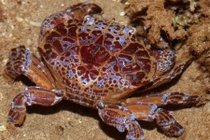 Điều ít ai biết về cua mặt quỷ độc ở ven biển miền Trung