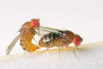 Khám phá sốc về loài ruồi giấm đầy rẫy trong nhà bạn