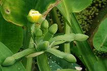 Khám phá độc đáo không ngờ về cây cù nèo của Việt Nam