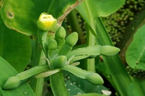 Khám phá độc đáo không ngờ về cây cù nèo của Việt Nam