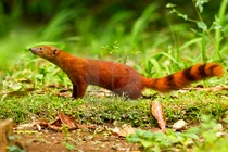 Độc đáo loài cầy có đuôi lạ không tưởng, "khoái" ăn rắn kịch độc