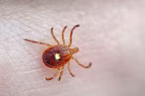 Sự thật khủng khiếp về bọ ngôi sao cô đơn