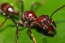 Loài kiến "bé hạt tiêu" sở hữu nọc độc khủng khiếp nhất quả đất 