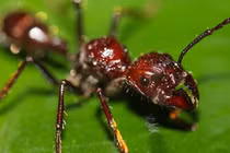 Loài kiến "bé hạt tiêu" sở hữu nọc độc khủng khiếp nhất quả đất 