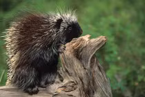 Khám phá đáng kinh ngạc về loài nhím 