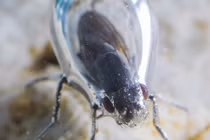 Sự thật về loài ruồi có thể sống dưới nước có kiềm cao