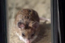 Đại chiến nảy lửa giữa chuột và bọ cạp