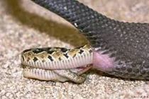 Điểm danh những loài rắn "biến thái" đẻ con chứ không đẻ trứng