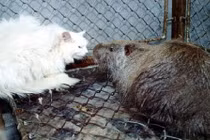 Nhìn lại đội quân chuột nặng 5kg tấn công thủ đô Iran 