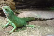 Khám phá thú vị về con kỳ tôm “đắt xắt ra miếng”