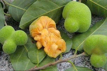 Khám phá ít người biết về quả chay đặc sản xứ Quảng