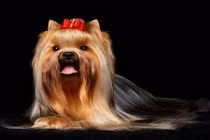 Khám phá cực thú vị về loài chó sục Yorkshire