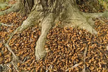 Những kiểu tấn công bầy đàn khiếp vía của côn trùng 