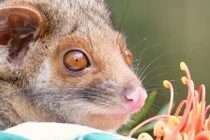 Tan chảy loạt ảnh động vật đáng yêu trong vườn thú Úc 