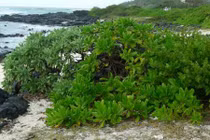 Điều bất ngờ ít ai biết về cây bão táp