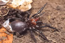 Kinh hãi loài nhện có răng nanh đỏ như máu 