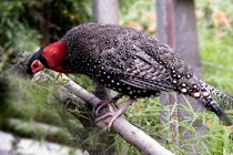 Thú vị loài chim thích "nhảy bổ" lên bạn tình, ân ái trong 10s