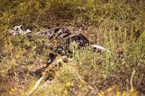 Rùng mình vào các trang trại xác chết trên thế giới