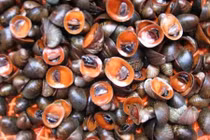 Điều bất ngờ về loài ốc môi đỏ như son ở biển Việt Nam