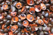 Điều bất ngờ về loài ốc môi đỏ như son ở biển Việt Nam