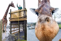 Hươu cao cổ cao nhất thế giới vừa xác lập kỷ lục