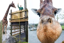 Hươu cao cổ cao nhất thế giới vừa xác lập kỷ lục