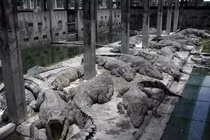 Video: Phim ngắn về động vật hoang dã lấy đẫm nước mắt người xem