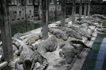 Video: Phim ngắn về động vật hoang dã lấy đẫm nước mắt người xem