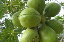 Sự thật thú vị về cây trôm đa tác dụng có ở Việt Nam