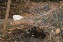 Nguồn cội khiêm tốn của những dòng sông vĩ đại gây sốc