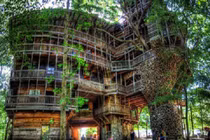 Video: Bên trong ngôi nhà trên cây đồ sộ nhất thế giới trước khi bị thiêu rụi