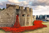 Choáng ngợp cảnh hoa anh túc đỏ vây kín lâu đài