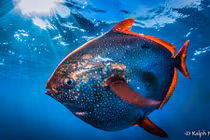 Phát hiện cá máu nóng đầu tiên trên thế giới gây sốc