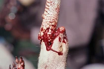 Cuộc chiến đẫm máu giữa cầy mangut và rắn hổ mang