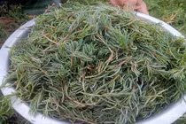 Khám phá bất ngờ rau nhót “lộc trời” có ở Nghệ An