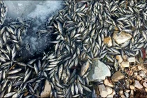 Bí ẩn hiện tượng cá chết hàng loạt trên sông Nga