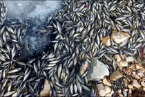 Bí ẩn hiện tượng cá chết hàng loạt trên sông Nga