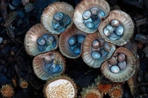 Vẻ đẹp mê hoặc của những loài nấm hiếm, lạ