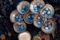 Vẻ đẹp mê hoặc của những loài nấm hiếm, lạ