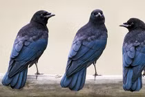 Sốc với những hành vi kỳ lạ của động vật (1)