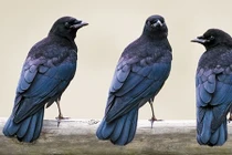 Sốc với những hành vi kỳ lạ của động vật (1)