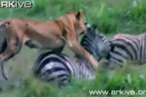 Sư tử đói rình bắt, ăn thịt ngựa vằn