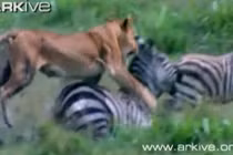 Sư tử đói rình bắt, ăn thịt ngựa vằn